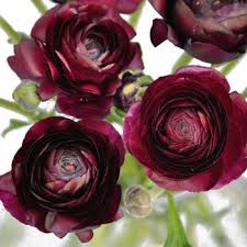 We did not find results for: Burgundy Wine Ranunculus May 15th To August Delivery Burgundy Flowers Wedding Flowers Wedding Flowers Hydrangea