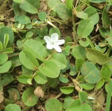 Image result for Evolvulus nummularius