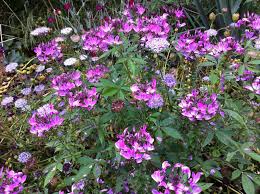 Image result for Cleome elegantissima