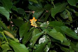 Image result for Gnetaceae