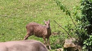 Camera traps confirm multiple sightings of 'locally extinct' Philippine deer  in Marinduque | Jonathan L. Mayuga