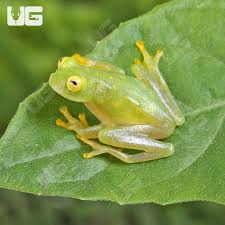 Image result for glass frog