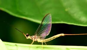 Image result for Ephemeridae