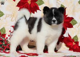 The search tool above returns a list of breeders located nearest to. Akita Puppies For Sale Greenfield Puppies