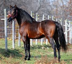 Black And Brown Quarter Horse Pin By Roan On Horse Breeds Horses Morgan Horse Horse Breeds