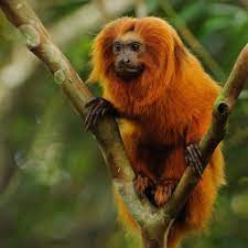 Leonardo Dicaprio On Instagram Today Is International Golden Lion Tamarin Day The Recovery Of These Small Brazili Golden Lion Tamarin Animals Animals Images
