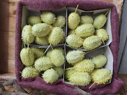 Image result for Cucumis