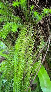 Image result for Huperzia phlegmaria