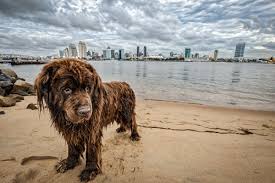 Point loma pet pantry raw pet food, healthy supplies & much more in san diego. Shop Cbd For Dogs Cats In San Diego Verlota Com