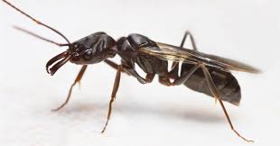 Carpenter ants (camponotus spp.) are large (0.3 to 1.0 in or 0.76 to 2.54 cm) ants indigenous to many forested parts of the world. What Is That Flying Ant In My House Power Pest Control