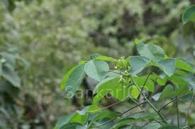 Image result for Manihot glaziovii