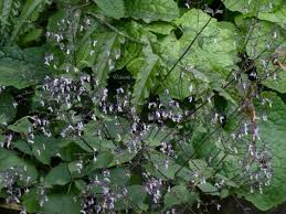 Image result for Isodon