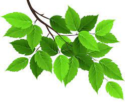 Branch With Green Leaves Png Clip Art Image Flower Png Images Flower Images Digital Flowers
