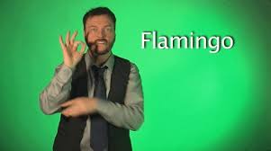 For instance, the asl sign for mexico also means bandit, and the signs for korea, japan, and china many signers are now using the indigenous name signs that are politically correct and aren't offensive. Sign Language Flamingo Gif By Sign With Robert Find Share On Giphy