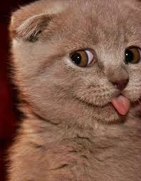 The Cutest Scottish Fold Sometimes My Cat Sticks Her Tongue Out It S The Cutest Thing Little Brat Cute Animals Cats Crazy Cats