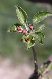 Apple Flower Buds In Pink