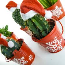 I just put my meyer lemon and seedless lime in larger pots. Complete Collection Of Christmas Cactus Free Delivery