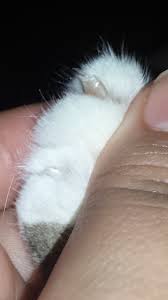 Ingrown nails also are quite common among polydactyl cats (those with extra toes). Cats Nails Spliting And Brittle Thecatsite