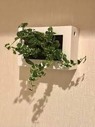ズボラさんにおすすめ 無印良品 の 壁にかけられる観葉植物 でグリーンのある暮らし 片づけ収納ドットコム 観葉植物 壁 ウォールグリーン