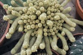 How to grow and care for stenocactus. What Is Brain Cactus Cristata Information And Care Dummer Garden Manage Gfinger Is The Best Garden Manage App
