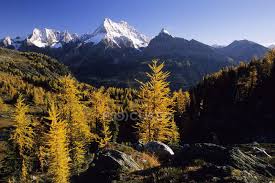 Each region has its own unique geography, climate, history and cultural diversity. Larch Trees In Autumnal Foliage At Sunrise Jumbo Pass Columbia Mountains British Columbia Canada National Park Canadian Rockies Stock Photo 200823756