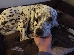 No klimahysteriker, antifanten, religioten und dauerempört*innen. Romy Mein Geliebtes Kamuffel Ich Habe Noch Nie So Eine Liebe Dankbare Seele Erlebt