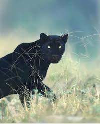 What You Don T Know About Black Panther Panther Cat Panther Wildlife Animals