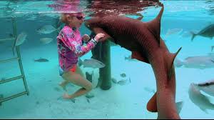 Swimming With Sharks in the Bahamas (Without a Shark Cage)