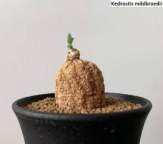 Image result for Kedrostis