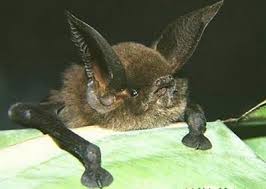 Berasal dari ordo chiroptera, berarti 'sayap tangan' karena kaki supaya bisa mengapung di udara, mereka harus mencapai tempat yang tinggi lebih dulu. Mau Tahu Tentang Kelelawar Tribunnews Com Mobile
