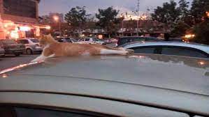 Bukan itu sahaja, mereka juga mengharapkan makanan daripada marah sebab kedai kotor dengan makanan kucing. Kucing Suka Panjat Kereta Anda Orang Wangsa Maju Facebook