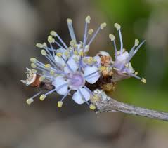 Image result for Warneckea sansibarica