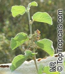 Image result for Grewia villosa