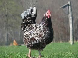Black And White Speckled Chicken Name Speckled Sussex Chickens Backyard Laying Chickens Breeds Chicken Breeds