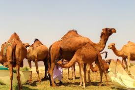 Someone who is less efficient at using their available stocks of oxygen may. Telangana Bans Transport Slaughter Of Camels Dtnext In
