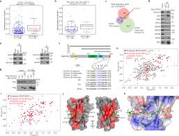 Reiko johnson, a family physician in rochester, nh, offers primary care . Spop Mutation Induces Replication Over Firing By Impairing Geminin Ubiquitination And Triggers Replication Catastrophe Upon Atr Inhibition Nature Communications