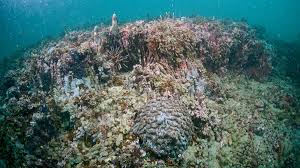 Brazil's ilha de queimada grande is the only home of one of the world's deadliest, and most endangered, snakes. Ilha Da Queimada Grande O Recife De Coral Mais Ao Sul Do Atlantico