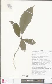 Image result for Maesobotrya floribunda
