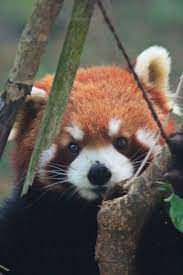 I Traveld The World And Saw Some Animals On The Way Animals Sikkim Red Panda