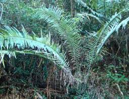 Image result for Encephalartos aplanatus