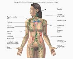 lymphatic system definition function structure biology