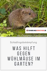 Hausmaus, feldmaus, gartenmaus, rötelmaus, waldmaus oder wiesenwühlmaus: Feldmause Im Garten