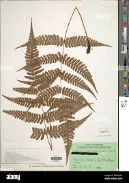 Image result for Dryopteris athamantica