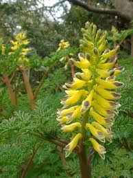 Image result for Corydalis