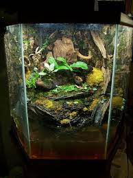 2 New New Vivs 1 Hex 1 20gal Dendroboard Vivarium Mosaic Pond