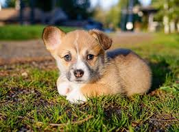 Her majesty has a long association with the breed. I Got A Pembroke Welsh Sable Corgi For My Birthday