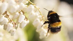 We did not find results for: How To Identify Bumblebees Friends Of The Earth