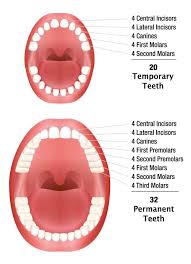 Закон суров, но это закон. Denumirea Dintilor Umani Numerotare Tipuri La Copii Si Adulti Foto Ciso Medical