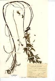 Image result for Oenanthe mildbraedii