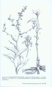 Image result for Behniaceae